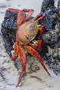 Sally Lightfoot Crab, Galapagos Islands