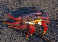 Sally Lightfoot Crab, Galapagos Islands