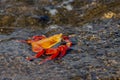 Sally Lightfoot Crab, Galapagos Islands