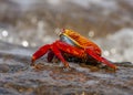 Sally Lightfoot Crab, Galapagos Islands