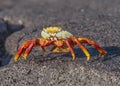 Sally Lightfoot Crab, Galapagos Islands