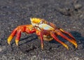 Sally Lightfoot Crab, Galapagos Islands