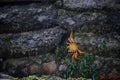 Sally lightfoot crab (Grapsus grapsus