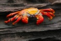 Sally lightfoot crab on Santiago Island in Galapagos National Pa