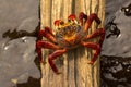 Sally Lightfoot crab Grapsus grapsus. Royalty Free Stock Photo