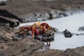 Sally Lightfoot Crab grapsus grapsus on rock at Puerto Egas on Santiago, Galapagos Islands, Ecuador, South America Royalty Free Stock Photo