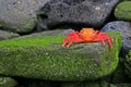 Sally Lightfoot Crab (Graspus Graspus)