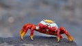 Sally lightfood crab on a lava rock