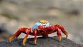 Sally lightfood crab on a lava rock