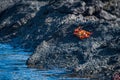 Sally Lightfoot crab perched beside rock pool Royalty Free Stock Photo