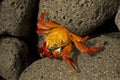 Sally Lightfoot crab Grapsus grapsus. Royalty Free Stock Photo