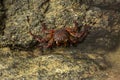 Sally Lightfoot crab, red rock crab, abuete negro Grapsus grapsus. Royalty Free Stock Photo