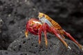 Sally Lightfoot Crab or Red Rock Crab in Galapagos Islands Royalty Free Stock Photo