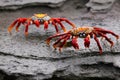 Sally lightfoot crab on Santiago Island in Galapagos National Pa Royalty Free Stock Photo