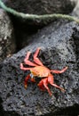 Sally Lightfoot Crab on Volcanic Rock