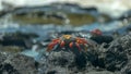 Sally lightfoot crab with waves on the shore at santa cruz in the galapagos Royalty Free Stock Photo