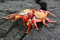 Sally Lightfoot Crabs, Galapagos Royalty Free Stock Photo