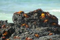 Sally Lightfoot Crabs - Galapagos - Ecuador Royalty Free Stock Photo