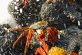 Sally Lightfoot Crabs - Galapagos - Ecuador Royalty Free Stock Photo