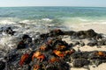 Sally Lightfoot Crabs - Galapagos - Ecuador Royalty Free Stock Photo