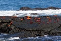 Sally Lightfoot Crabs Grapsus grapsus on a lava rock, Galapagos Royalty Free Stock Photo