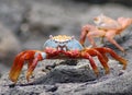 Sally Lightfoot Lava Crab Royalty Free Stock Photo