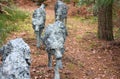 Pack of Wolves. Sculpture by Sally Matthews