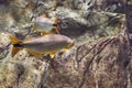 Salminus brasiliensis dorado, golden dorado, river tiger or jawed haracin - large predatory freshwater fish in the water Royalty Free Stock Photo