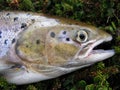 Salmon Royalty Free Stock Photo