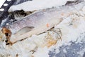 Salmon baked in salt