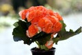 Salmon Begonia Elatior begonia in flowerpot Royalty Free Stock Photo
