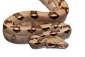 Salmon Boa constrictor, Boa constrictor