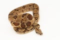 Salmon Boa Constrictor snake isolated on white background