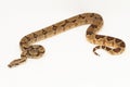 Salmon Boa Constrictor snake isolated on white background