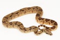 Salmon Boa Constrictor snake isolated on white background