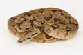 Salmon Boa Constrictor snake isolated on white background