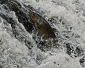 Salmon Brown Trout trying to get upstream in a river Royalty Free Stock Photo