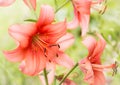 Fabulous Salmon Color Lilies in Garden