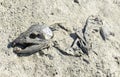 Salmon carcass in the sand Royalty Free Stock Photo