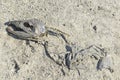 Salmon carcass in the sand Royalty Free Stock Photo