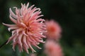 A salmon collered Dahlia in bloom Royalty Free Stock Photo