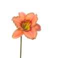 Salmon-colored Daylily, Hemerocallis