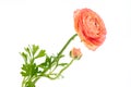 Salmon colored double ranunculus flower isolated over white background. Pastel colored spring buttercup. Royalty Free Stock Photo