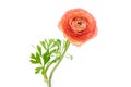Salmon colored double ranunculus flower isolated over white background. Pastel colored spring buttercup. Royalty Free Stock Photo