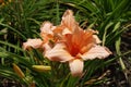 Salmon colored flowers of Hemerocallis fulva