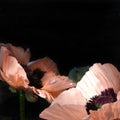 Salmon colored Poppy flowers on black background Royalty Free Stock Photo