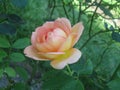 Salmon colored rose with green leaves