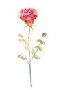 Salmon-colored rose, watercolor illustration