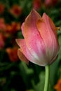 Salmon colored tulip