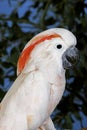 Salmon-Crested Cockatoo or Moluccan Cockatoo, cacatua moluccensis, Portrait of Adult